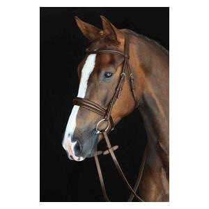 Collegiate Mono Crown Padded Raised Caveson Bridle Collegiate
